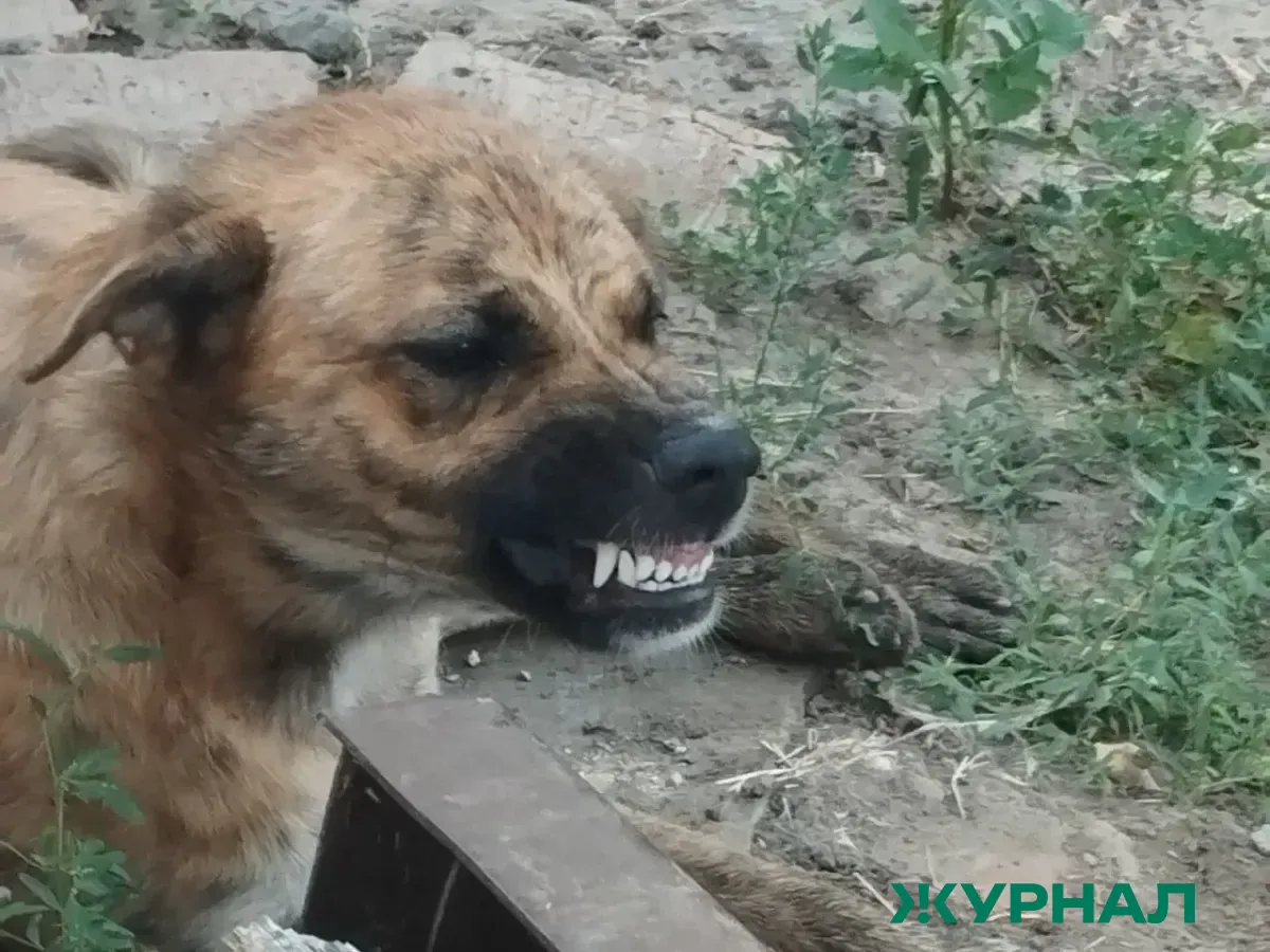 Признаки бешенства у животных: советы от эксперта из Башкирии