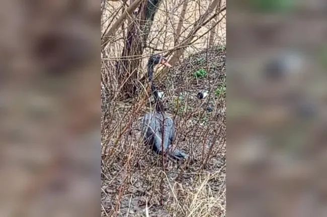 В Уфе волонтеры ищут пострадавшего лебедя в промышленной зоне Черниковки