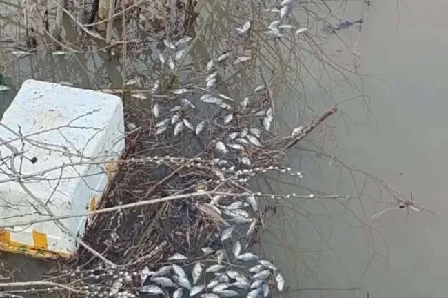 Массовая гибель рыбы зафиксирована в озере Аксаковское в Башкирии