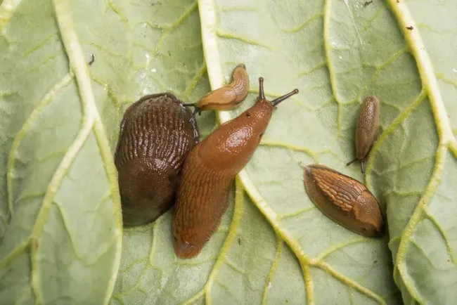 Защитите рассаду от слизней: простой раствор из 2 таблеток и 2 литров воды