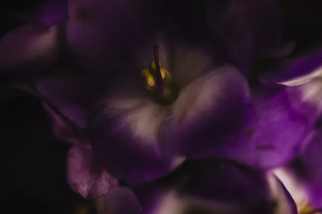 Опасные комнатные растения: как избежать энергетических вампиров в вашем доме