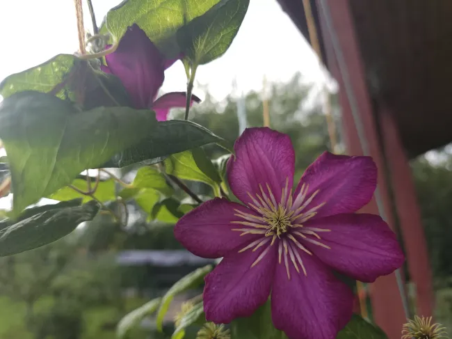 Как правильно обрезать клематисы: три группы для пышного цветения