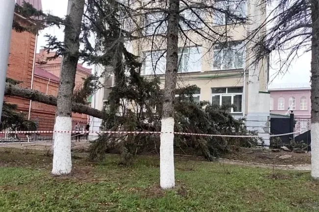 В Уфе из-за сильного ветра упали две ели у БГПУ и гимназии № 3