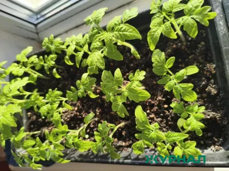 Выбор здоровых растений для дачи: советы от Роспотребнадзора по РБ