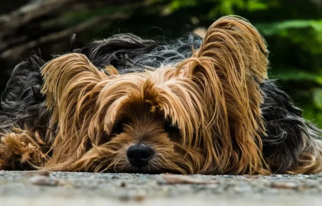 Йоркширский терьер: история, факты и необычные способности этой породы
