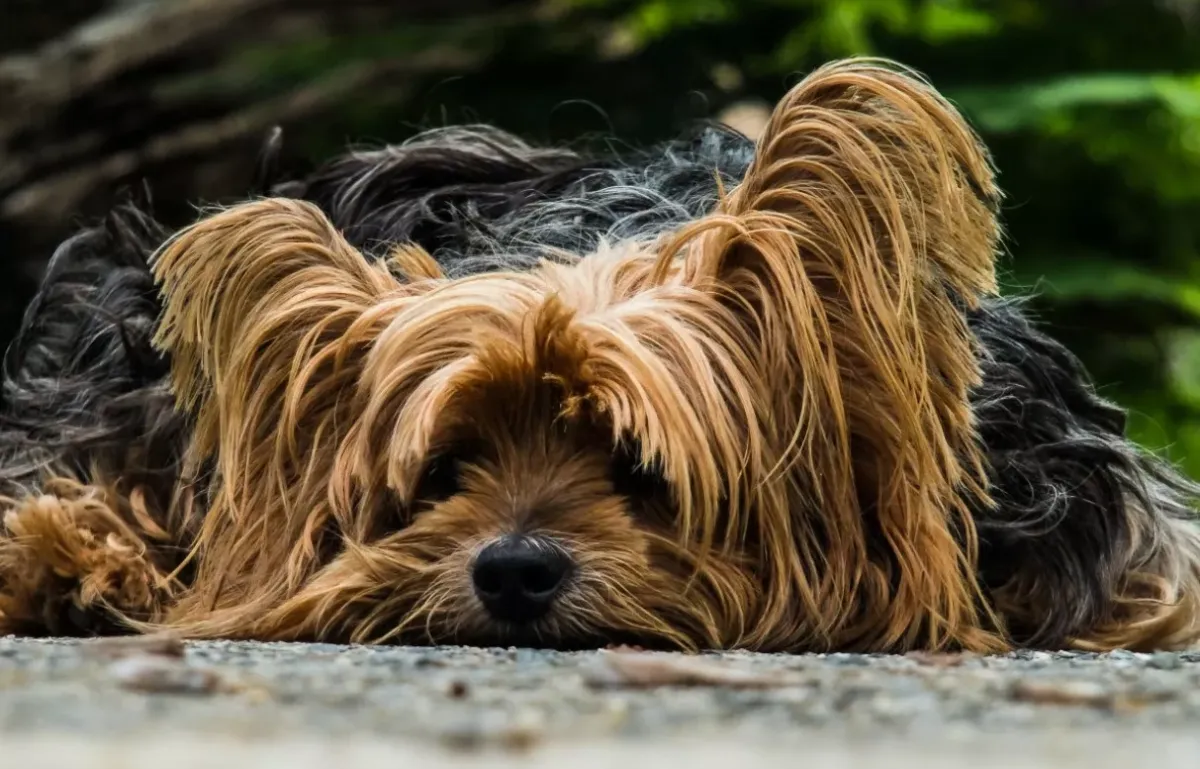 Йоркширский терьер: история, факты и необычные способности этой породы