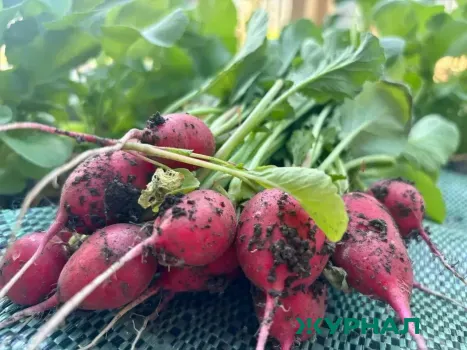 Оптимальные дни для посадки редиса: как получить отличный урожай