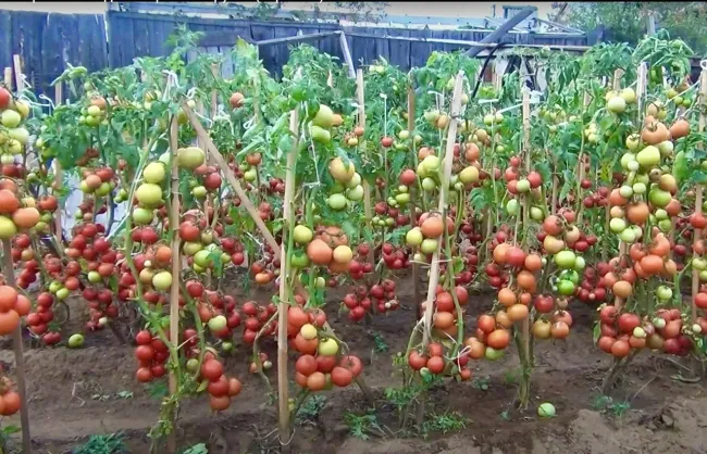 Когда сажать томаты: приметы о цветении шиповника и рябины помогут избежать заморозков