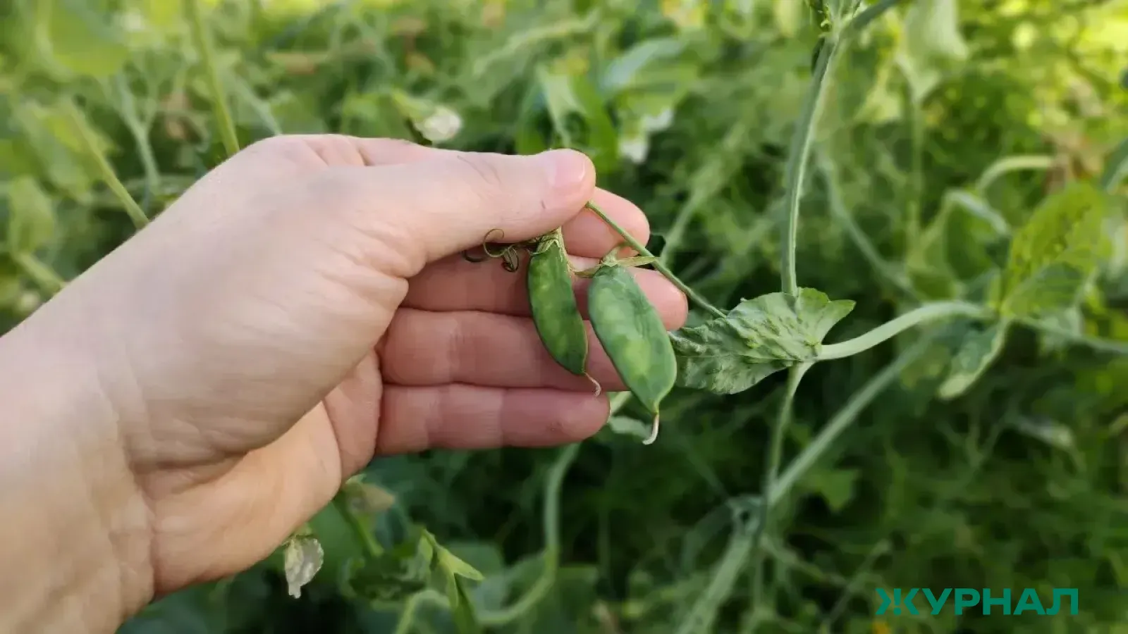 Ученые Башкирии ускоряют селекцию гороха с помощью цифровых технологий