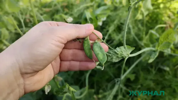 Ученые Башкирии ускоряют селекцию гороха с помощью цифровых технологий