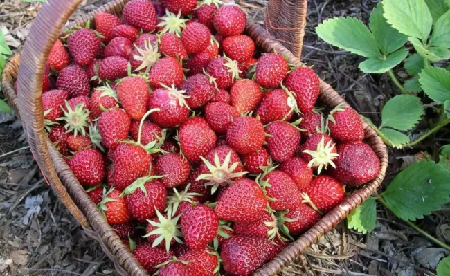 Смешайте 4 простых ингредиента для сладкой клубники и увеличьте урожай на десятки килограммов
