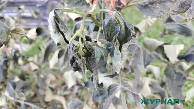 В Уфе 16 апреля прогнозируют заморозки