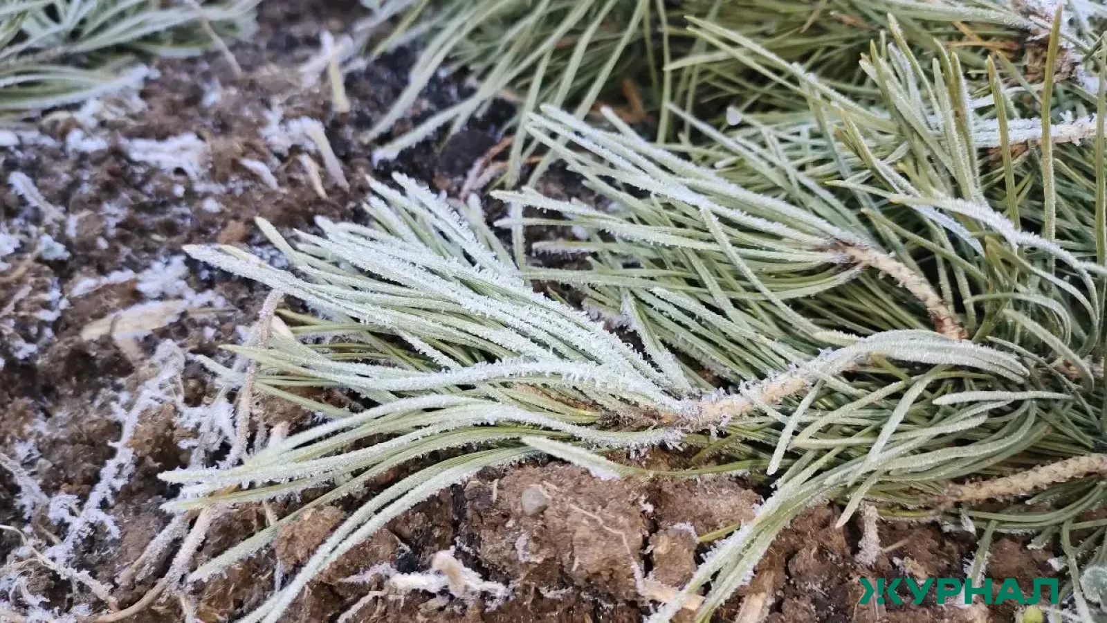 В Башкирии ожидаются ночные заморозки до -6 градусов