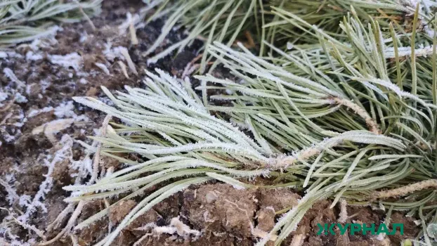 В Башкирии ожидаются ночные заморозки до -6 градусов