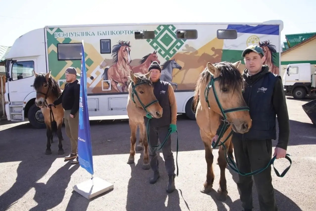 Из Башкирии в Донецк отправлены 10 лошадей для патрулирования