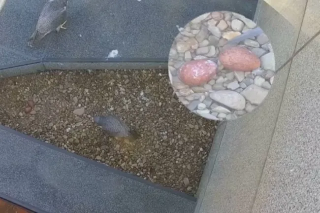 На крыше банка в Уфе обнаружили яйца сапсанов