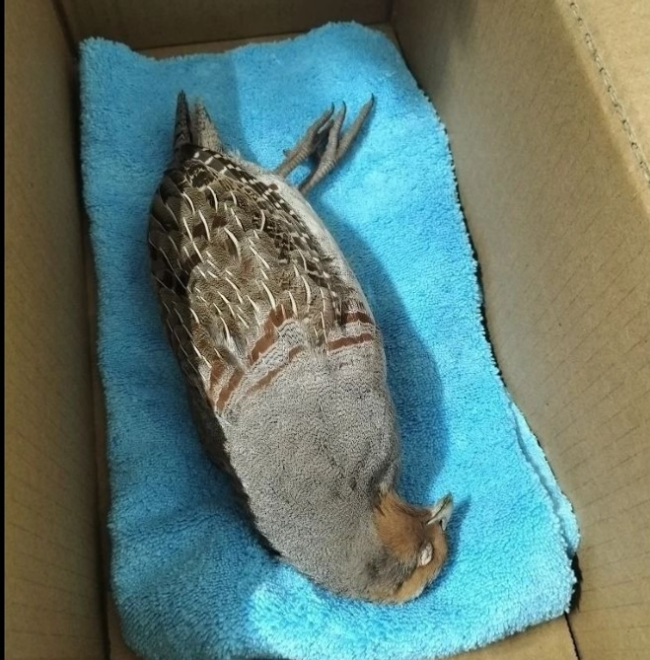 В Уфе птица погибла, врезавшись в стеклянную стену автосалона