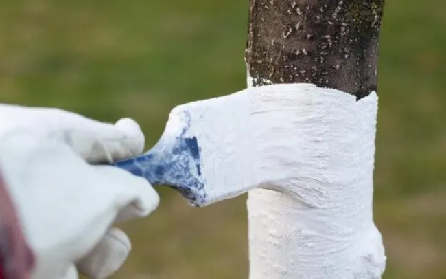 Побелка деревьев: как защитить кору и крону от вредителей и непогоды
