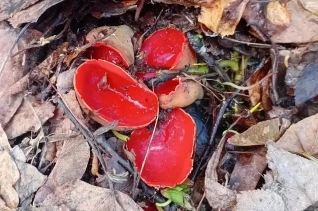 В национальном парке &laquo;Башкирия&raquo; появились яркие весенние саркосцифы