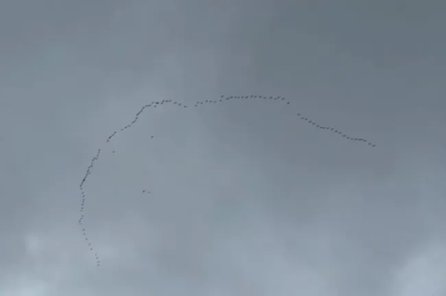 Стая диких гусей пролетела над Уфой и попала на видео