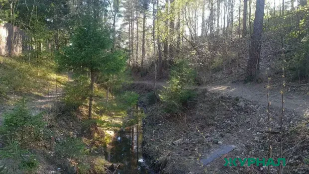 В Башкирии в лесу найден погибший работник лесхоза