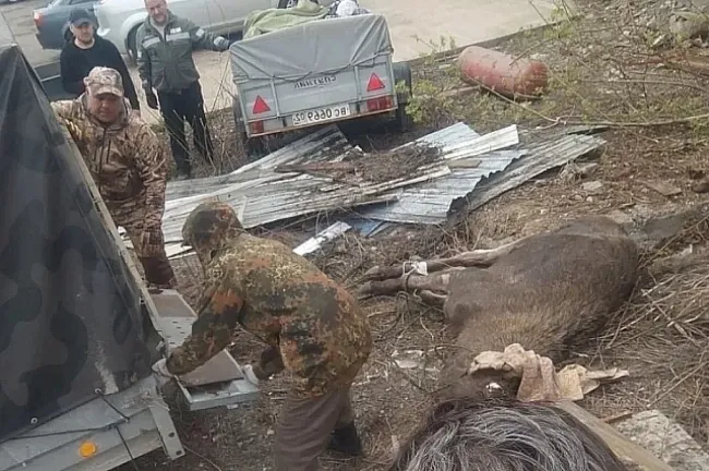 В Уфе лось забрался на склад и рухнул с трехметровой высоты