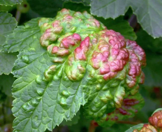 Защитите смородину от галловой тли: простой отвар из ромашки аптечной