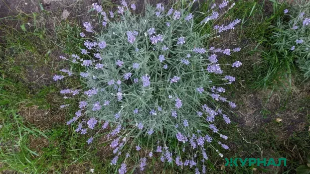 В Уфе высадят более 1,8 тысячи деревьев в рамках акции &laquo;Зеленая Башкирия&raquo;