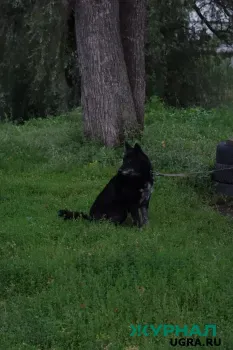 Жители Уфы продолжают жаловаться на владельцев собак