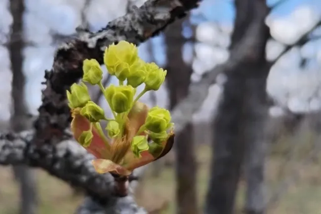 В заповеднике &laquo;Шульган-Таш&raquo; началось цветение клёна, важного для пчёл