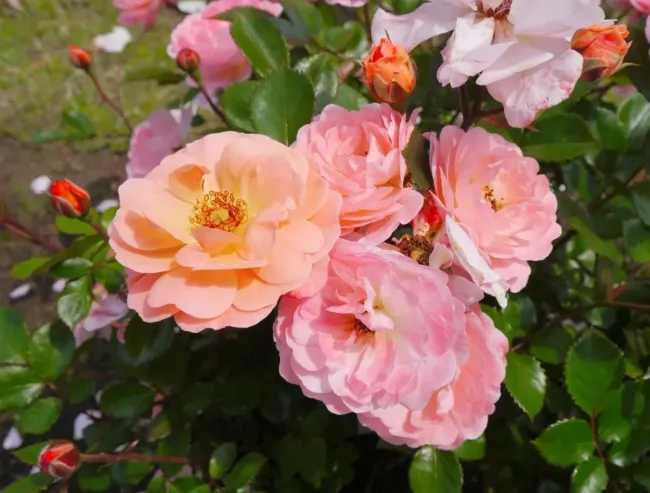 Выращиваем бесплатные саженцы роз из обрезанных побегов: пошаговая инструкция