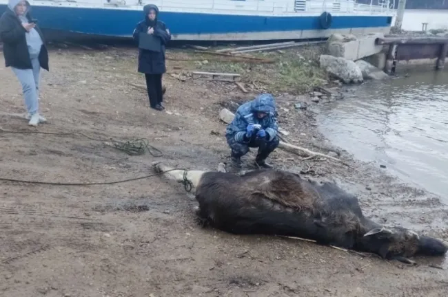 В Павловском водохранилище нашли мертвого лося, начато расследование