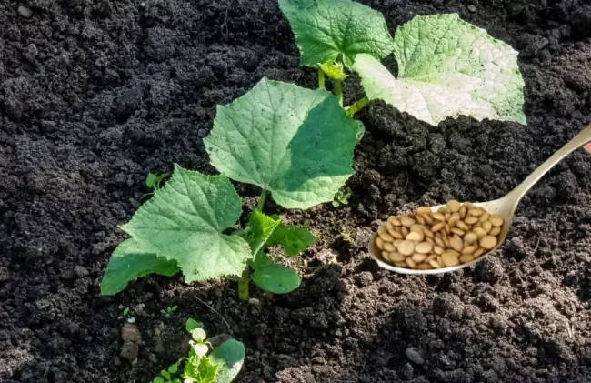 Удобрение для огурцов: как колотый горох и зола увеличат урожай
