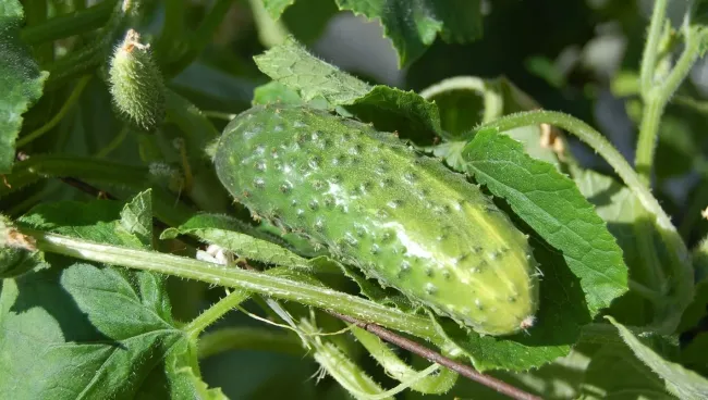 Вертикальная грядка из подручных материалов: соберите до 28 кг овощей