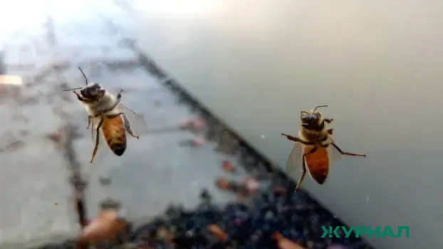 Цифровизация пчеловодства: в Башкирии запустили платформу для мониторинга ульев