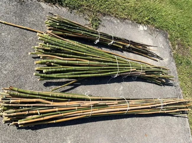 Живая изгородь из ивы: как создать красивый забор и защитить участок от посторонних