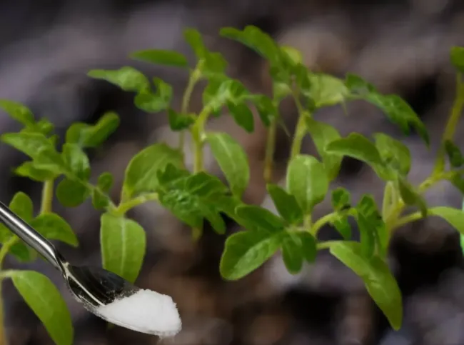 Сода для томатов: как улучшить почву и защитить растения от вредителей