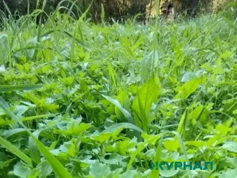 Заросшие поля в Башкирии: жители требуют действий от властей