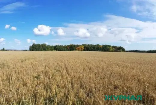 В Башкирии обнаружены кладки саранчовых на 3,14 тысячи гектаров