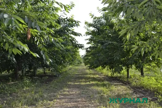 Жители Уфы требуют спилить опасную ветку дерева на Лесотехникума, 26