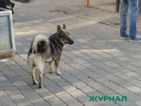 Следственный комитет проверяет отлов бездомных собак в Уфе