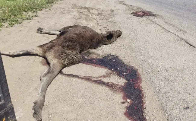 В Уфе в результате аварий погибли два лося