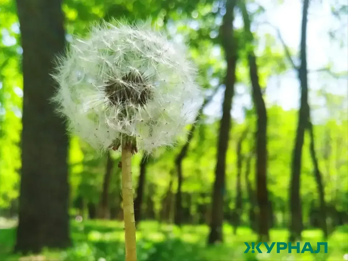 Жаркая погода ожидает Башкирию в конце мая и начале июня
