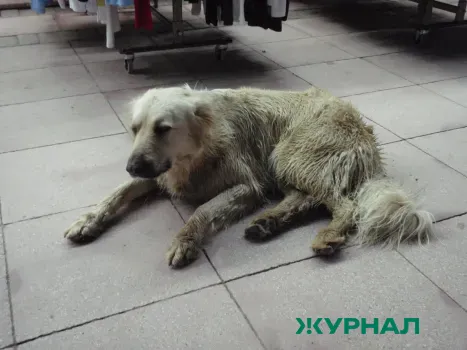 В Уфе пройдет акция по поиску хозяев для бездомных животных в парке Гафури