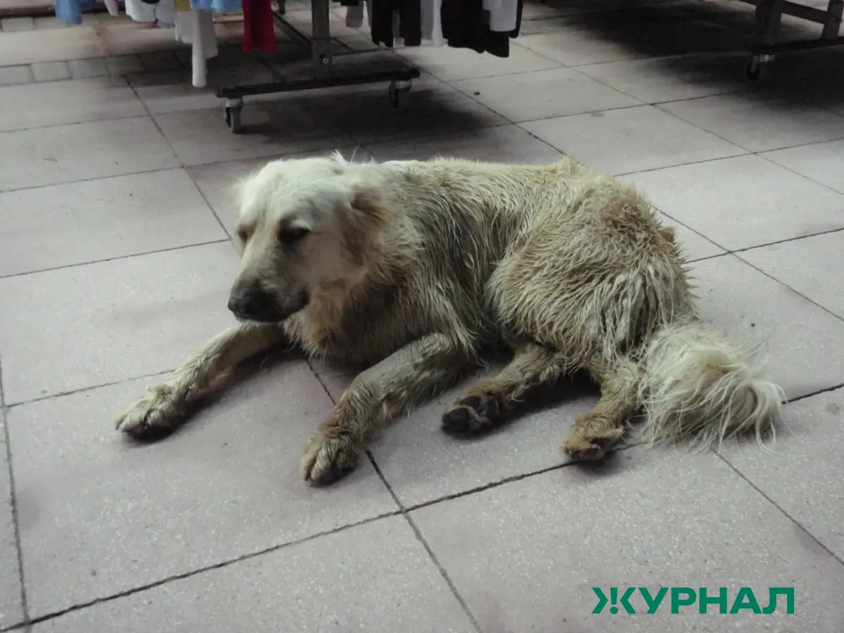 В Уфе пройдет акция по поиску хозяев для бездомных животных в парке Гафури